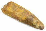 Fossil Spinosaurus Tooth - Feeding Worn Tip #373987-1